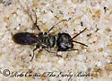 Miscophus (Miscophus) americanus - photo 2