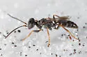 Miscophus slossonae - photo 2