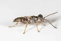 Miscophus slossonae - photo 3