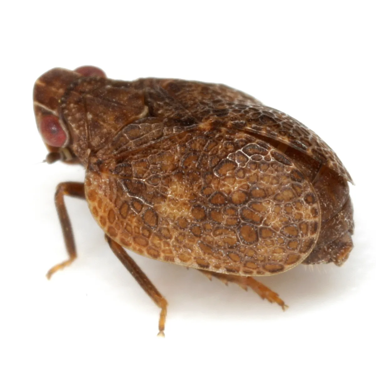Misodema reticulata - Misodema reticulata