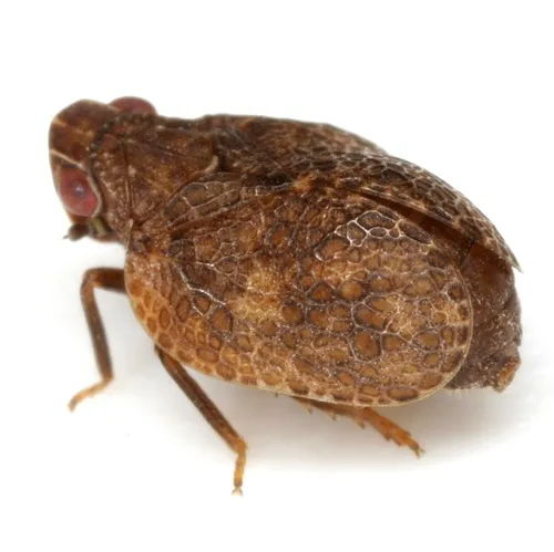 Misodema reticulata - photo 2
