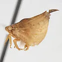 Mistharnophantia acuta