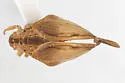 Mistharnophantia acuta - photo 2