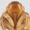 Mistharnophantia acuta - photo 3