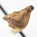 Mistharnophantia ajoensia