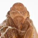 Mistharnophantia extensa - photo 3