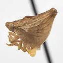 Mistharnophantia sima - photo 4