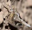 Mistharnophantia sonorana