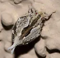 Mistharnophantia sonorana - photo 2