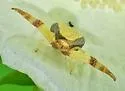 Misumenoides quetzaltocatl