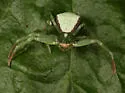Misumenoides quetzaltocatl - photo 2