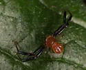 Misumenoides quetzaltocatl - photo 3