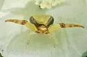 Misumenoides quetzaltocatl - photo 4