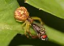 Misumenops bellulus