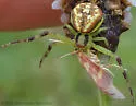 Misumenops bellulus - photo 2