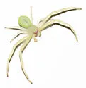Misumessus lappi