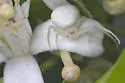 Misumessus tamiami