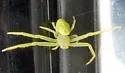 Misumessus tamiami - photo 4