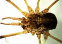 Mitopus morio