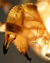 Mitopus morio - photo 2