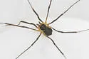 Mitopus morio - photo 3