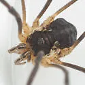 Mitopus morio - photo 4