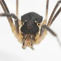 Mitopus morio - photo 5
