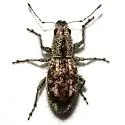 Mitostylus setosus - Mitostylus setosus