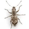 Mitostylus setosus - photo 2