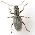 Mitostylus setosus - photo 4