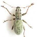 Mitostylus tenuis