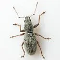 Mitostylus tenuis - photo 2