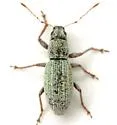 Mitostylus tenuis - photo 3