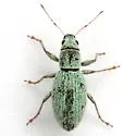 Mitostylus tenuis - photo 4