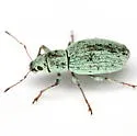 Mitostylus tenuis - photo 5
