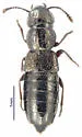 Mitosynum vockerothi - Mitosynum vockerothi