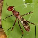 Mitromyia feei