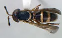 Mixogaster breviventris - photo 2