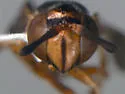 Mixogaster breviventris - photo 3