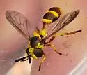 Mixogaster fattigi