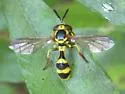 Mixogaster fattigi - photo 2