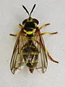 Mixogaster fattigi - photo 3