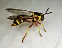 Mixogaster fattigi - photo 4