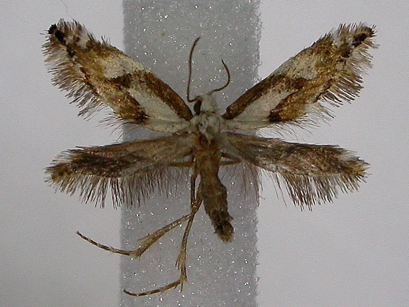 Mnesarchaeidae - photo 2