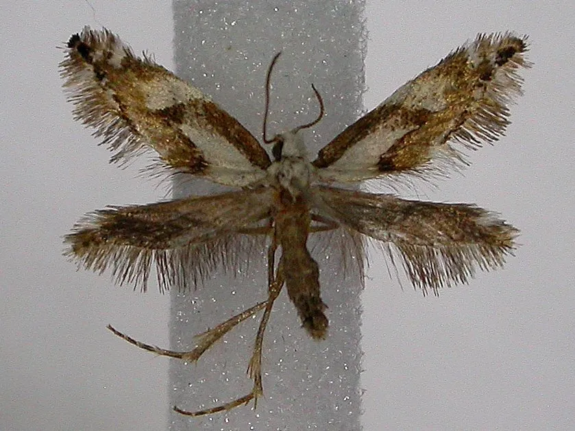Mnesarchaeidae - photo 3