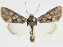 Mniotype pallescens - Hodges#9983