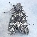 Mniotype pallescens - Hodges#9983 - photo 2