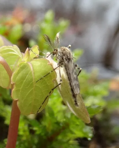 Mochlonyx cinctipes