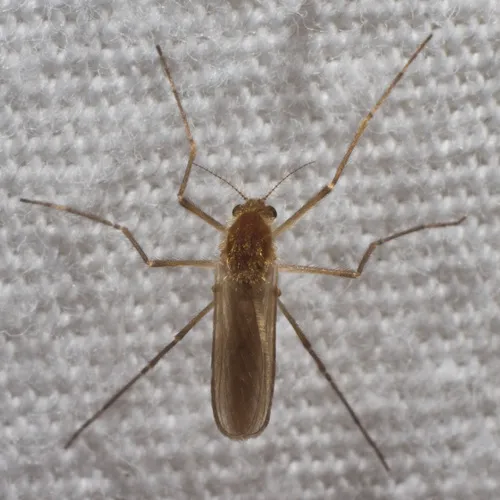 Mochlonyx velutinus