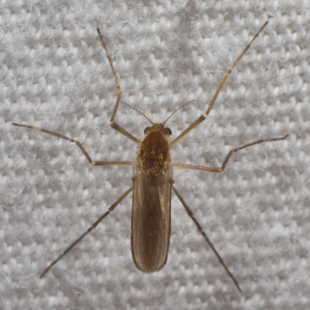 Mochlonyx velutinus - photo 2